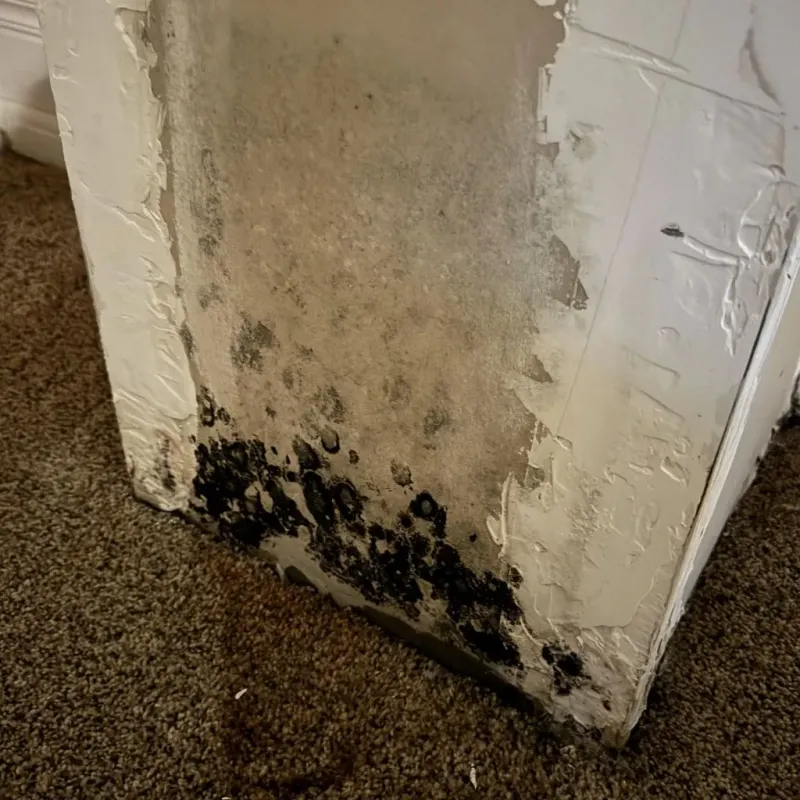 Professional Mold Removal in Tarboro, NC